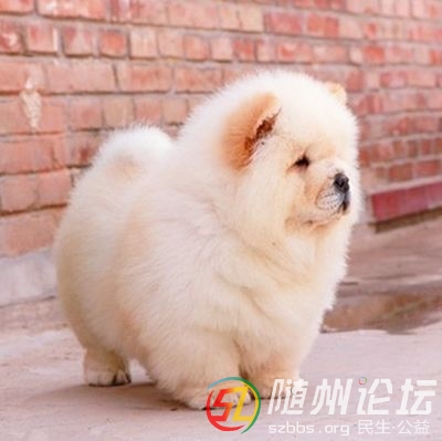 TB2ZH9egdcnBKNjSZR0XXcFqFXa_!!3159808134 - 副本.jpg